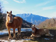 Monte VACCAREGGIO (1474 m) da Lavaggio di Dossena-11dic24 - FOTOGALLERY